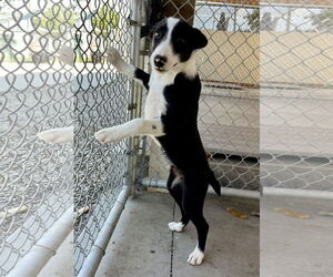 Mutt Dogs for adoption in Emmett, ID, USA