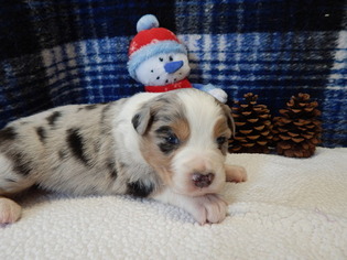 Australian Shepherd Puppy for sale in CANTON, OH, USA