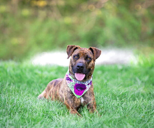 Medium Photo #2 Mountain Cur-Unknown Mix Puppy For Sale in Unionville, PA, USA