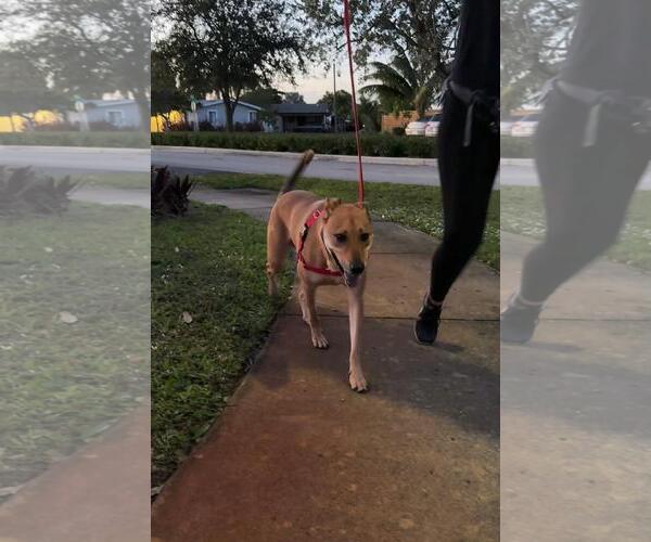 Medium Photo #4 Labrador Retriever-Unknown Mix Puppy For Sale in Pompano Beach , FL, USA