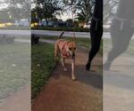 Small #3 Labrador Retriever Mix