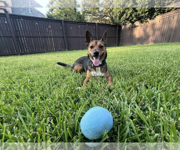 Medium Photo #4 Mutt Puppy For Sale in Dallas, TX, USA