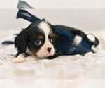 Puppy Everest Cavalier King Charles Spaniel
