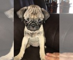 Small Photo #9 Pug Puppy For Sale in ALBUQUERQUE, NM, USA