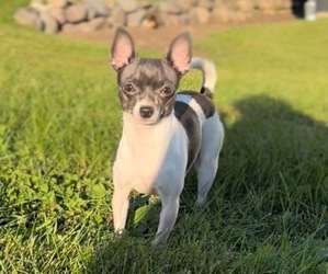 Chihuahua Puppy for sale in HUNTLEY, IL, USA