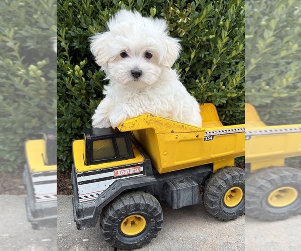 Medium Photo #2 Maltese Puppy For Sale in MIDDLEBURY, IN, USA