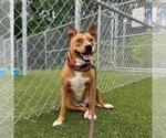 Small Photo #3 Mutt Puppy For Sale in Shelburne, VT, USA