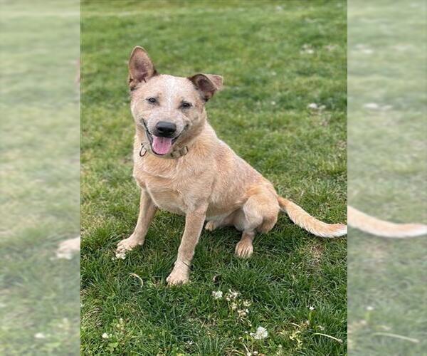 Medium Photo #2 Texas Heeler Puppy For Sale in Ogden, UT, USA