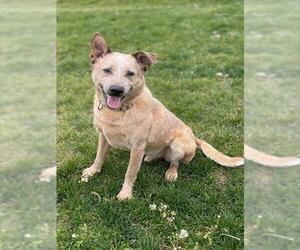 FRECKLES - Male Texas Heeler Dog for Adoption - Photo #2
