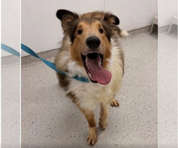 Medium Photo #2 Collie-Unknown Mix Puppy For Sale in Dublin, OH, USA
