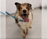 Small #1 Collie Mix