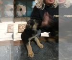 Small Photo #2 German Shepherd Dog Puppy For Sale in BARKER, NY, USA