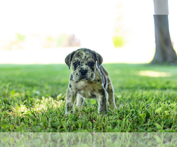 Medium Photo #5 English Bulldog-Mastiff Mix Puppy For Sale in WARSAW, IN, USA