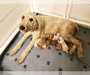 Goldendoodle Puppy for Sale in MONTROSE, Colorado USA