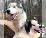 Small Photo #5 Siberian Husky Puppy For Sale in MANASSAS, VA, USA