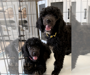 Poodle (Standard) Puppy for Sale in EXETER, California USA