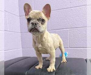 French Bulldog Puppy for sale in DECATUR, IL, USA