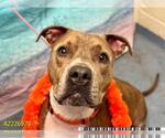 Small #2 American Pit Bull Terrier