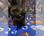 Small Photo #5 German Shepherd Dog Puppy For Sale in PAGELAND, SC, USA
