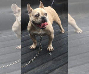 Mother of the French Bulldog puppies born on 05/28/2019