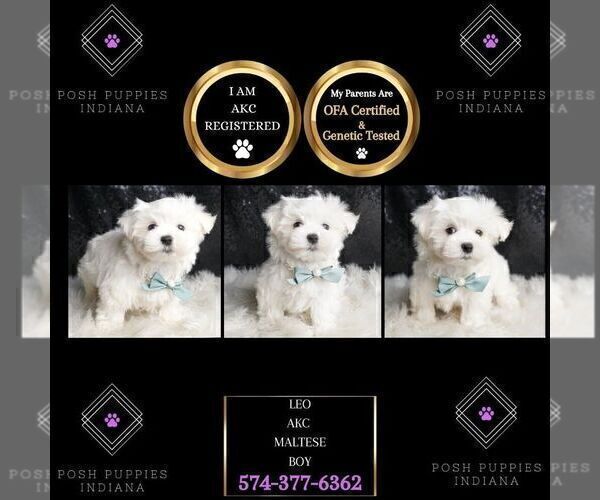 Medium Photo #10 Maltese Puppy For Sale in WARSAW, IN, USA