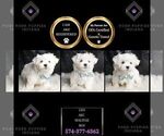 Small Photo #10 Maltese Puppy For Sale in WARSAW, IN, USA