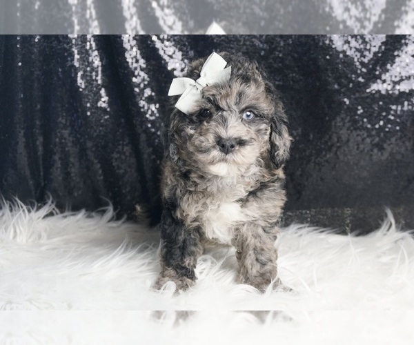 Medium Photo #82 Goldendoodle (Miniature) Puppy For Sale in WARSAW, IN, USA