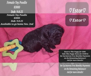 Poodle (Toy) Puppy for sale in TUCSON, AZ, USA