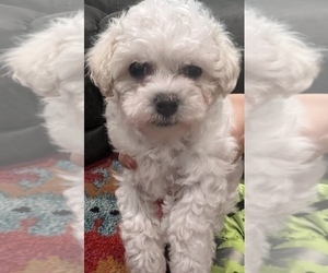 Maltipoo Puppy for sale in JASPER, GA, USA