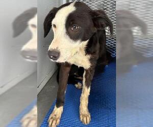 Collie Dogs for adoption in Bakersfield, CA, USA