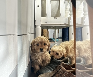Cavachon Puppy for sale in BREMEN, IN, USA