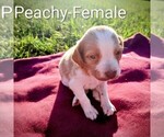 Puppy Peachy Brittany