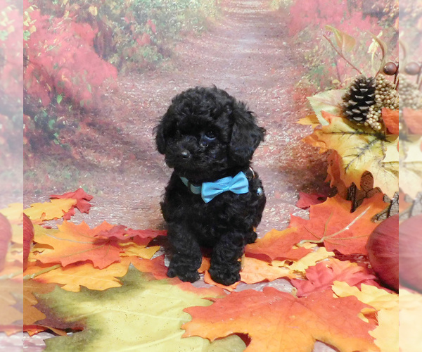 Medium Photo #4 Poodle (Toy) Puppy For Sale in OSCEOLA, MO, USA