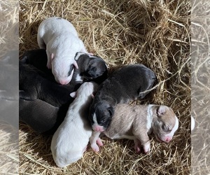 American Bulldog-Labrador Retriever Mix Puppy for sale in NORTH HIGHLANDS, CA, USA