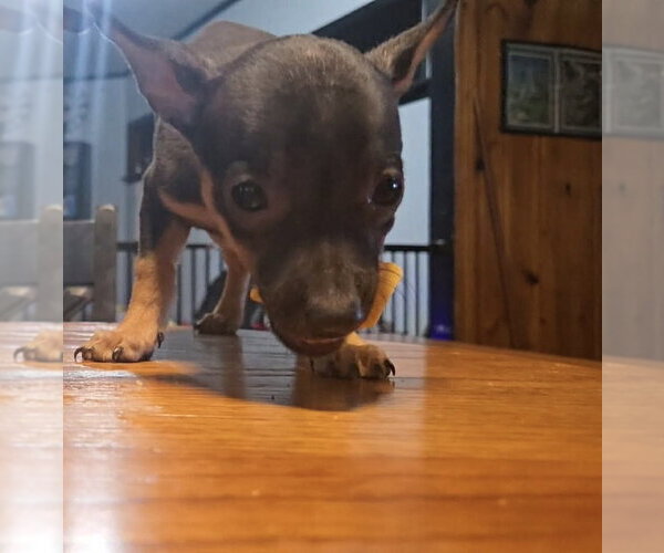 Medium Photo #2 Chihuahua Puppy For Sale in Kannapolis, NC, USA