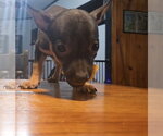 Small #1 Chihuahua