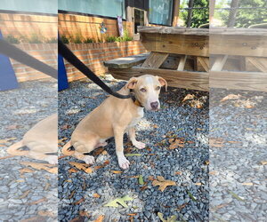 Stetson - Male American Pit Bull Terrier-Unknown Mix Dog for Adoption - Photo #3