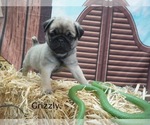 Small #2 Pug