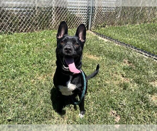Medium Photo #1 Mutt Puppy For Sale in Modesto, CA, USA