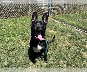 Mutt Dogs for adoption in Modesto, CA, USA