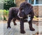 Small #7 F2 Aussiedoodle
