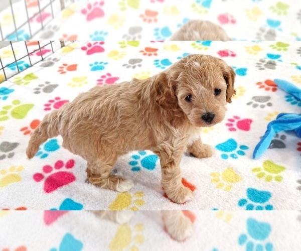 Medium Photo #6 Cavapoo mix (+ Poodle Miniature) Puppy For Sale in ORO VALLEY, AZ, USA