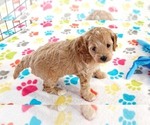 Small #5 Cavapoo mix (+ Poodle Miniature)