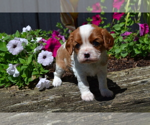 Cavalier King Charles Spaniel Litter for sale in GREENWOOD, WI, USA