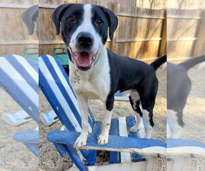 AC - Gumbo aka Gumby - Male Borador Dog for Adoption - Photo #15