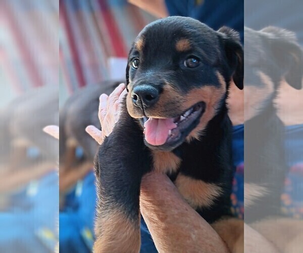 Medium Photo #5 Rottweiler Puppy For Sale in RESEDA, CA, USA