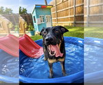 Small #12 German Shepherd Dog Mix