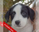 Small Australian Shepherd Mix