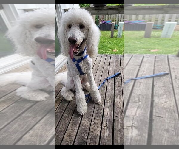 Medium Photo #7 Poodle (Standard) Puppy For Sale in Bowmanville, Ontario, Canada