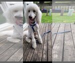 Small Photo #7 Poodle (Standard) Puppy For Sale in Bowmanville, Ontario, Canada